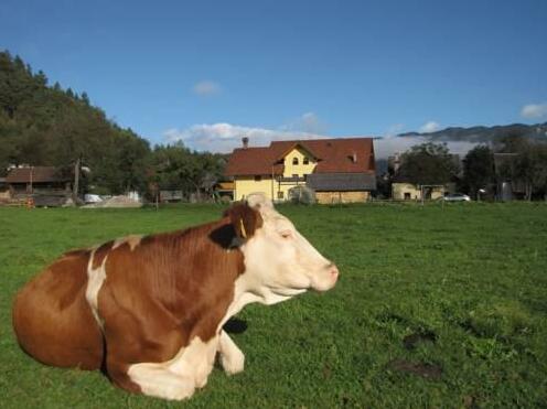 Farm Holidays Povsin - Photo4