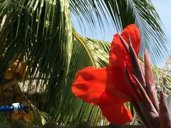 Sabas Beach Resort - Photo2
