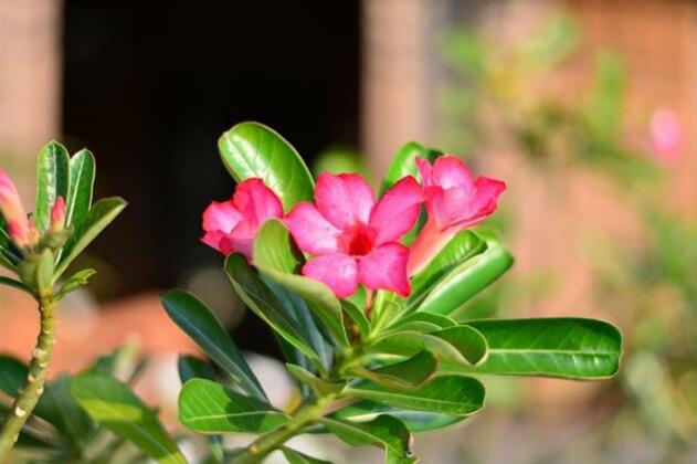 Homestay Baantonkun - Photo4