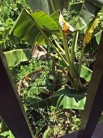 Tropical Hillside Villa - Photo5