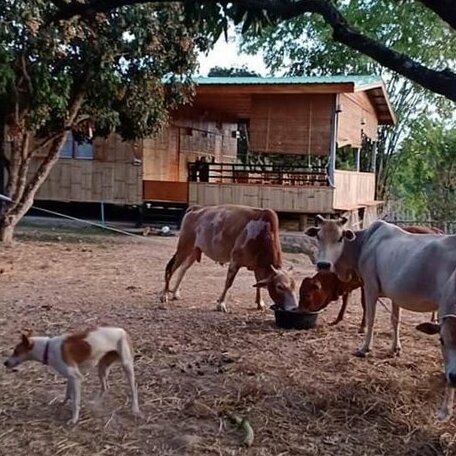 Karenorganicfarm - Photo4