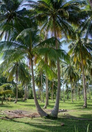 Palm View Villa Maret - Photo4