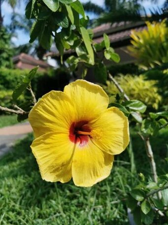 Prima resort Nuea Khlong - Photo3