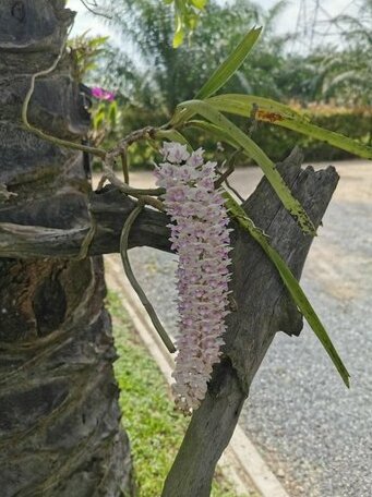 Prima resort Nuea Khlong - Photo5
