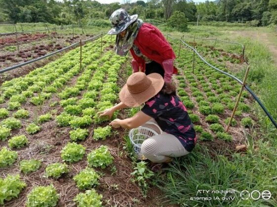 Kongkarn Resort and Farmstay - Photo5