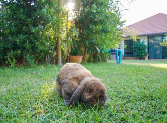 Tina's Living Paradise - Photo3