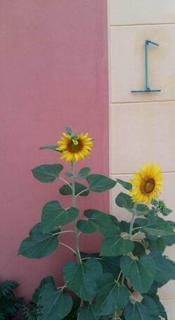Desire Resort - Photo4