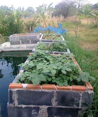 Good Earth Agriculture - Photo4