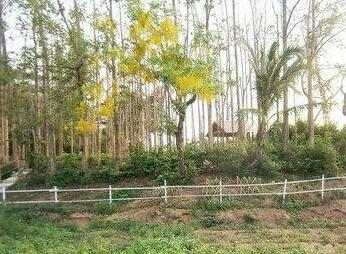 Wangnamkam Resort - Photo2