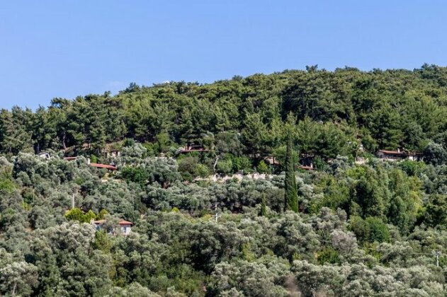 Terra Villalari