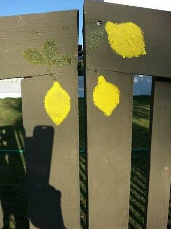 Yerli Limon - Photo5