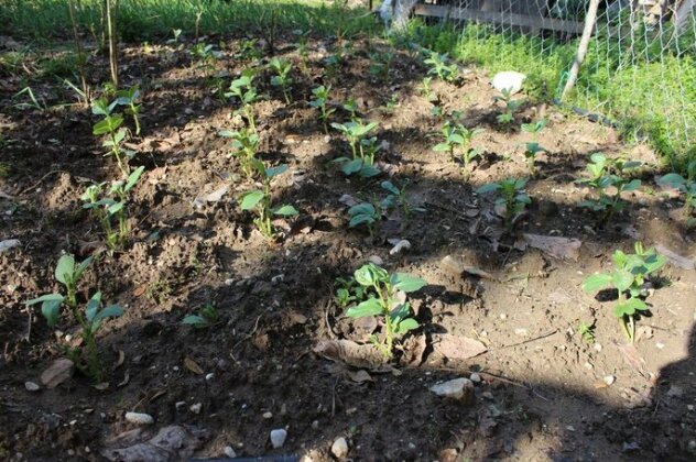 Garden Pansiyon - Photo2