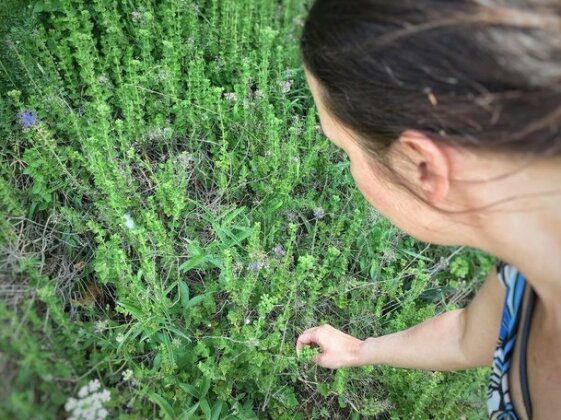Garden Pansiyon - Photo4