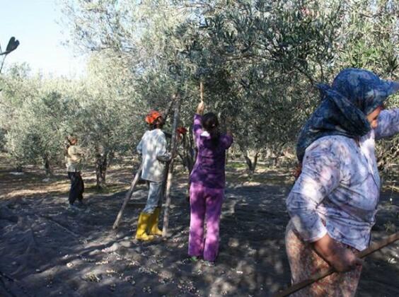 Olive Farm Of Datca Guesthouse - Adults Only - Photo2