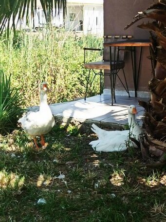 Daidala Life - Photo4