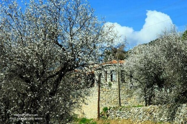 Begonvilla - Photo3
