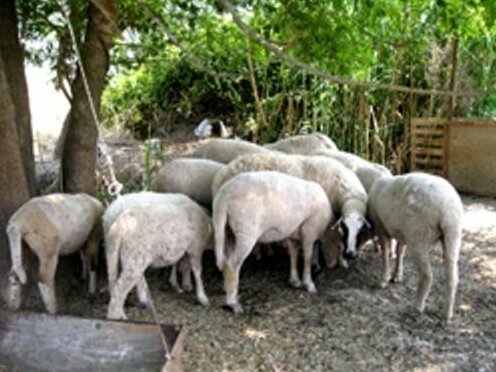 Asmali Kosk Pansiyon - Photo5