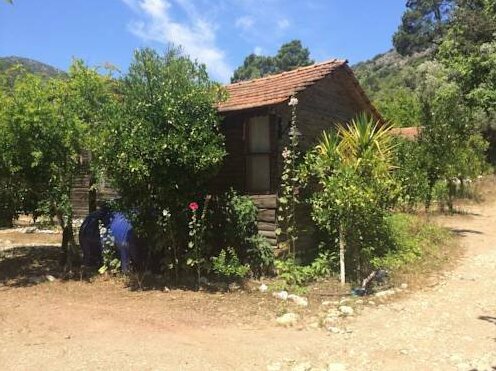 Olympos Baykus Lodge - Photo2