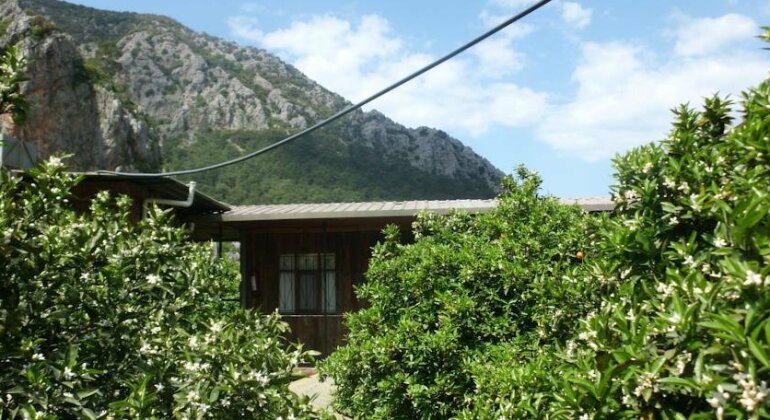 Olympos Orange - Photo2