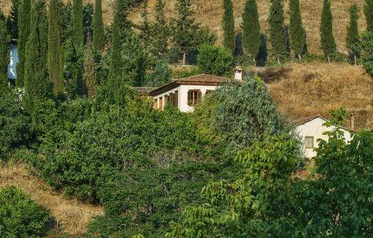 Terrace Houses Sirince - Fig Olive and Grapevine - Photo3
