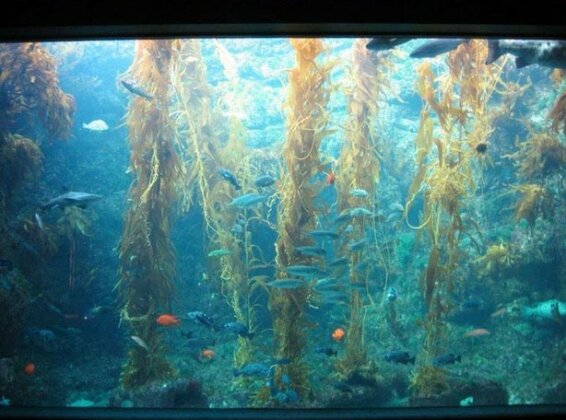 Sleepover in Waters of the World Kelp Forest - Photo4