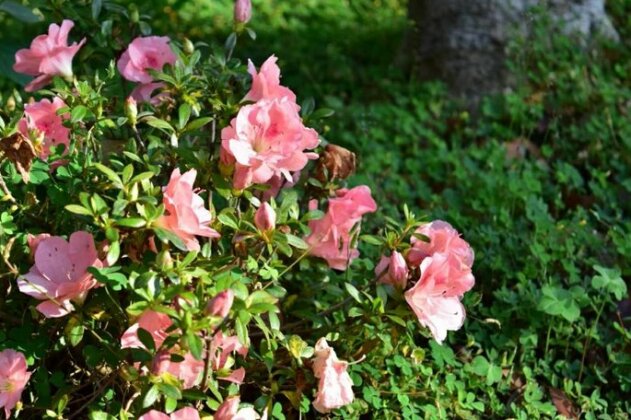 Poem - Photo4