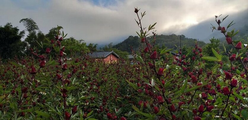 Fengnan Tianzhuang Homestay - Photo3
