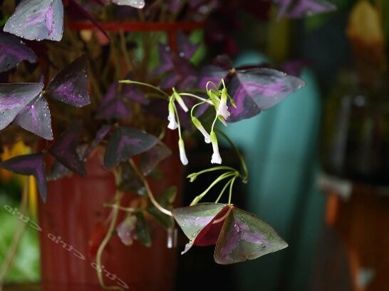 Huxi B&B - Photo3
