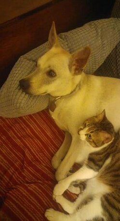 Love Pet Homestay - Photo5
