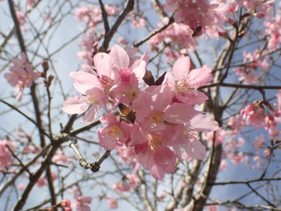 Pu Su Garden Bed and Breakfast - Photo2