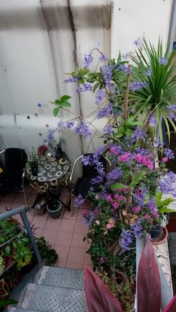 Pulisen Homestay - Photo2