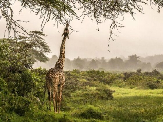 Hatari Lodge - Photo2