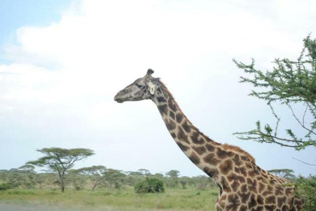 Enyati Lodge Karatu - Photo5