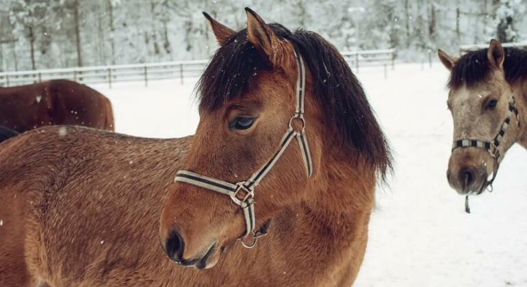 Equides Karpaty - Photo4
