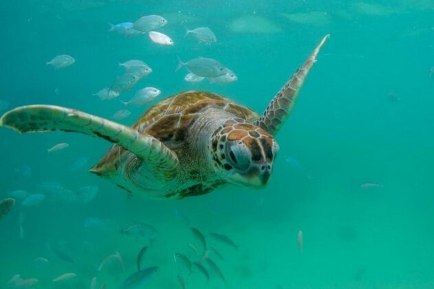 The Sea Turtle Bradenton - Photo2