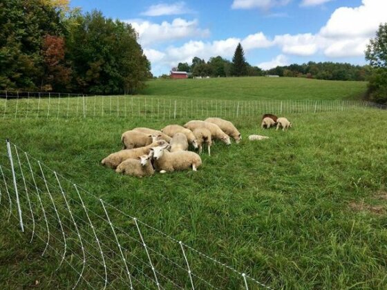 Tentrr - Fortunate Ewe Farm - Photo3