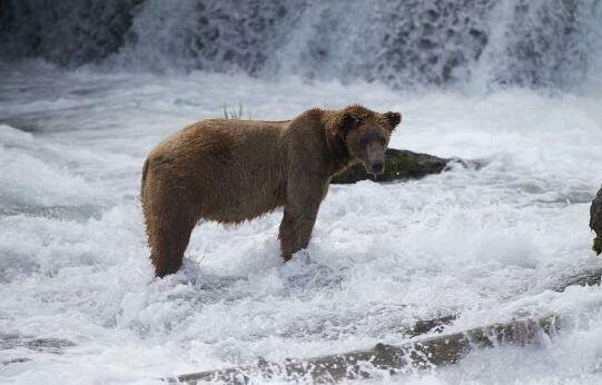Alaska's Gold Creek Lodge - Photo4