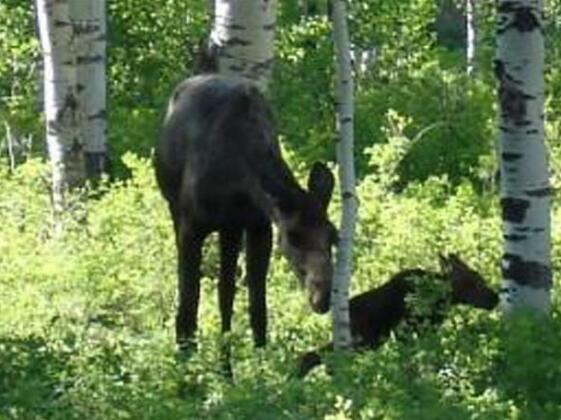 The Aspen Moose Vacation Cabin - Photo4