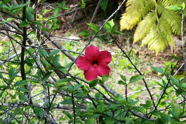 Kilauea Garden Cottage - Photo4