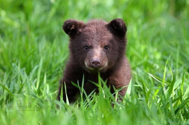 Baby Bear Cabin