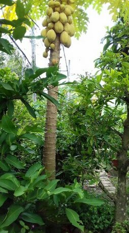 Ben Tre Stay - Photo2