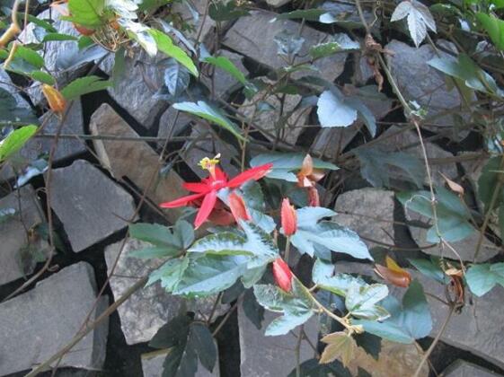 Jungle View Homestay Da Lat - Photo2
