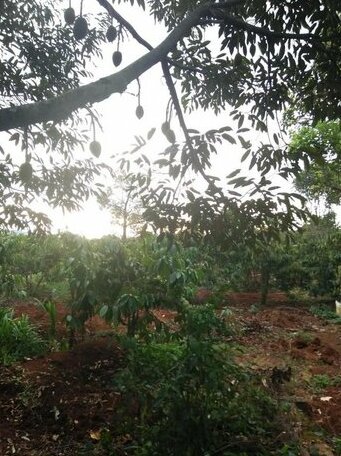 Yaly Lake Coffee Farmstay - Photo5