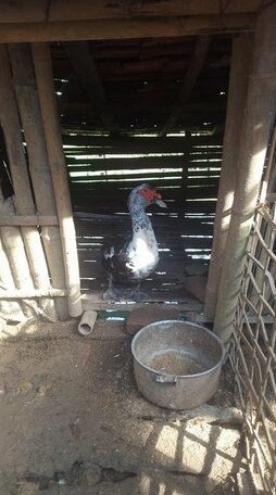 Mai Chau Family Homestay - Photo4
