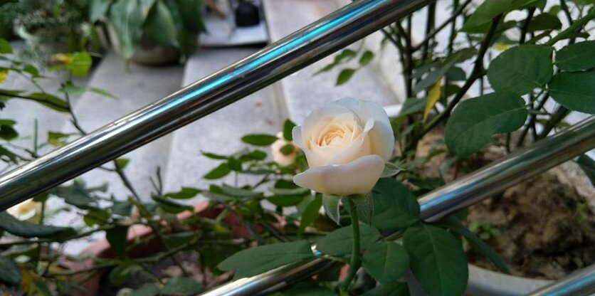 Ly Ha Hotel - Photo5