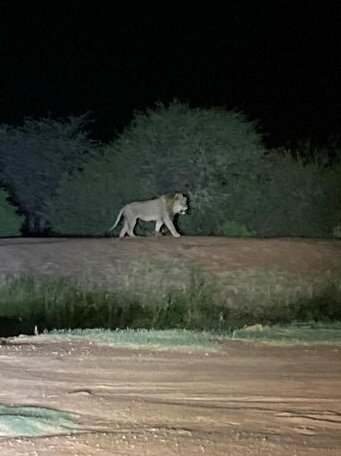 Golden Impalas Bush Resort - Photo4