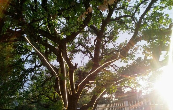 The Oak Tree Eastern Cape - Photo4