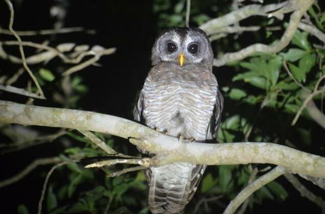 Bushbaby Lodge - Photo5