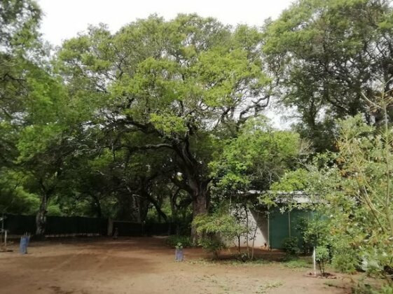 Lebombo Wattle Forrest - Photo3