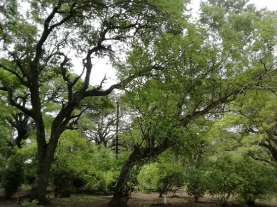 Lebombo Wattle Forrest - Photo4